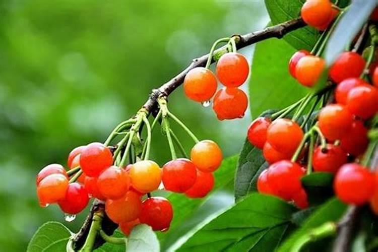 茉莉花怎么才能让叶子又大有好？