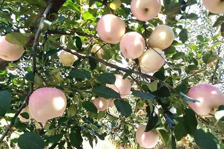 栀子花施什么肥好