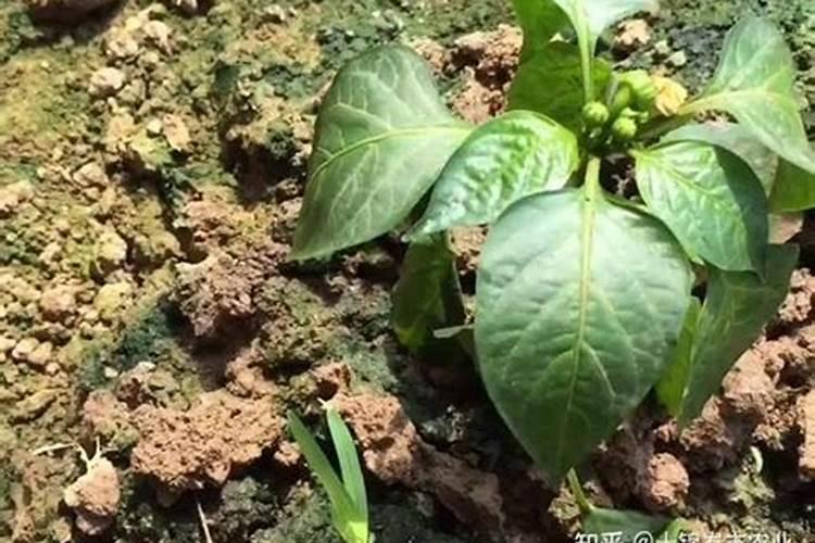 辣椒苗定植后,出现缓苗不良,导致生长缓慢怎么办？