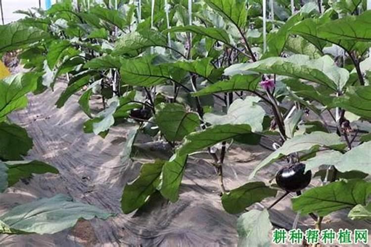 茄子秧矮小怎么回事？用什么微量元素水溶肥好？