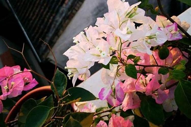 三角梅开花期间怎么施肥？施什么肥？