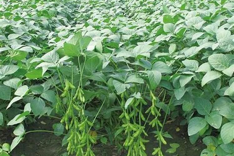 毛豆的发育过程