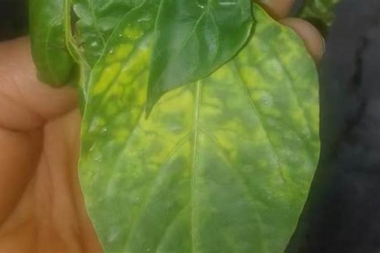 辣椒苗移植后。发黄僵苗不长根。