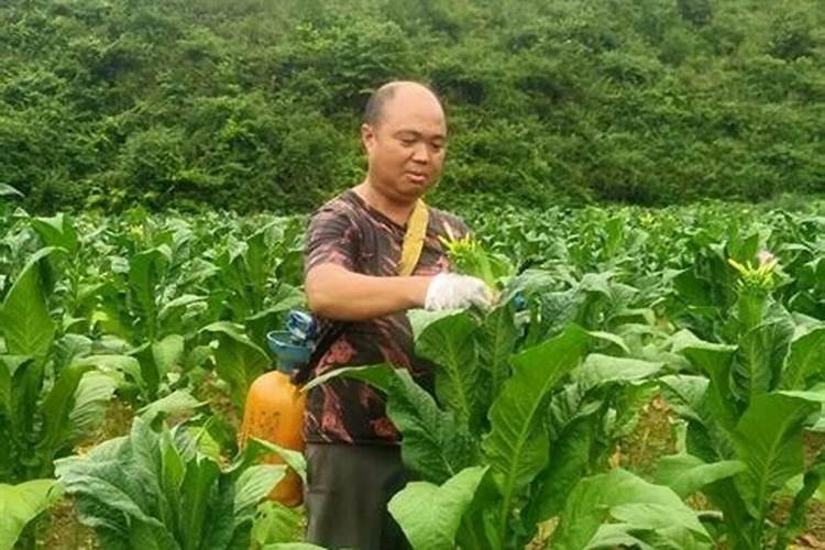 一亩烤烟用多少钾肥 什么时候施钾肥好