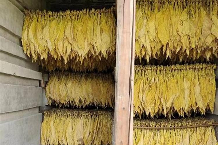烤烟种植技术与方法