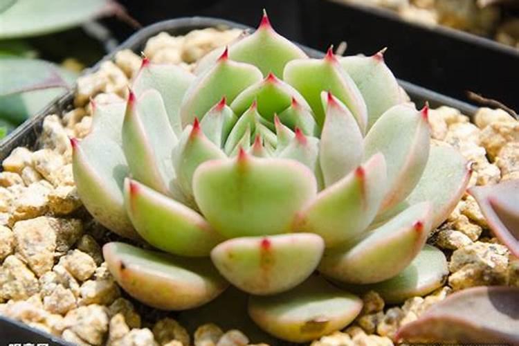 盆栽芋头种植方法