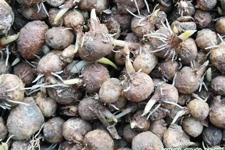 磷肥用于哪些花