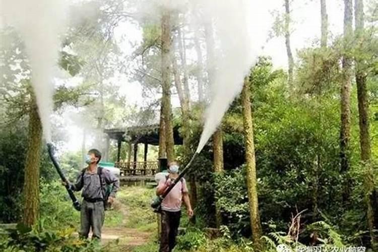 荔枝和种桉树哪个好？