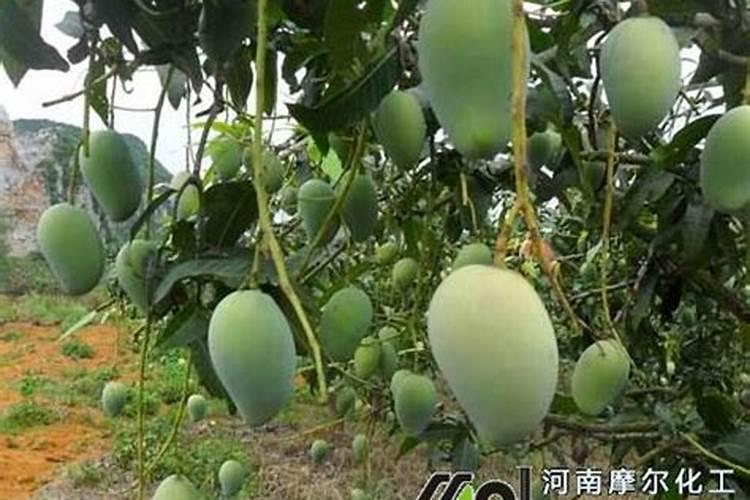 辣椒用什么叶面肥更高产
