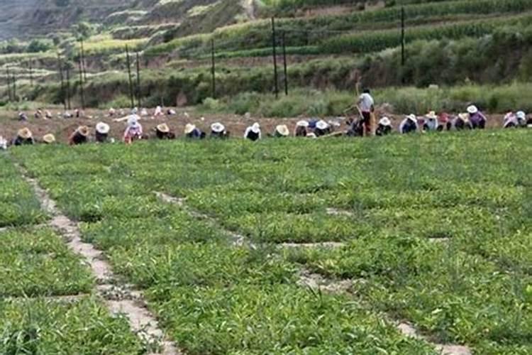 半夏的栽培密度是多少？