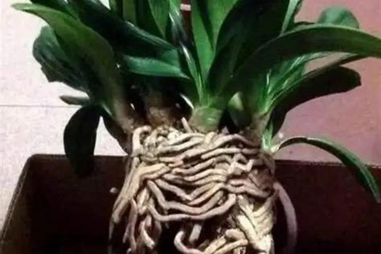 栀子花底肥放什么肥好