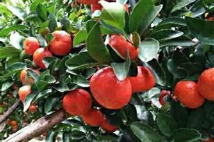 白掌不开花原因及处理办法
