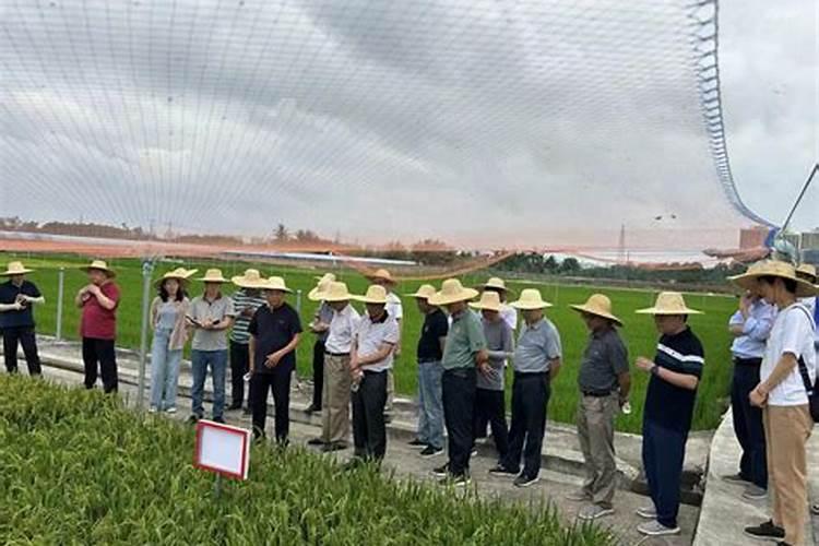 丰乐种业黄金粮1505玉米种子河南能种吗？