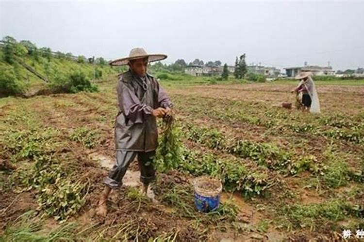 绣球叶子发蔫原因及补救方法