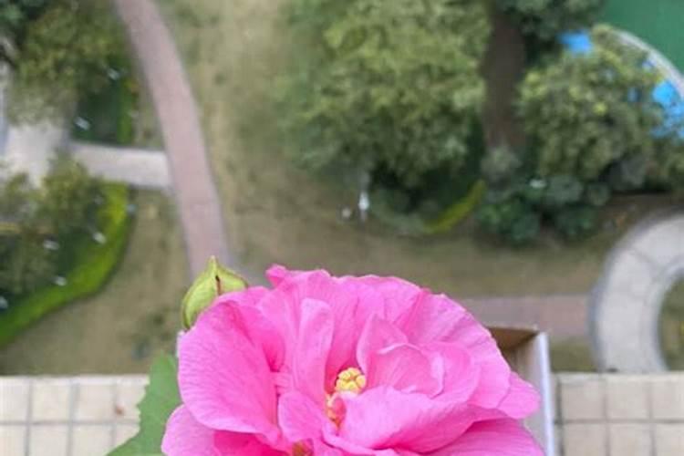 盆栽绣球花为什么不开花