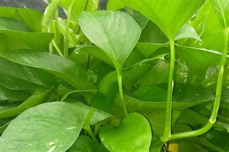 罗布泊针状大量元素水溶肥的特点是什么？