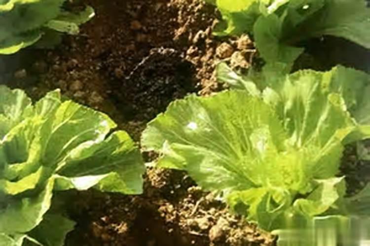 种菜用农家肥好还是化肥好