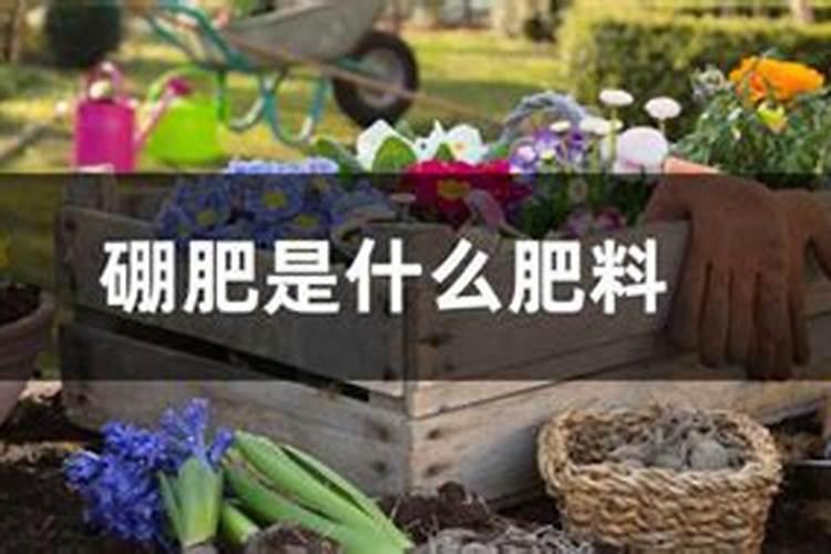 一般给草莓施什么肥最好