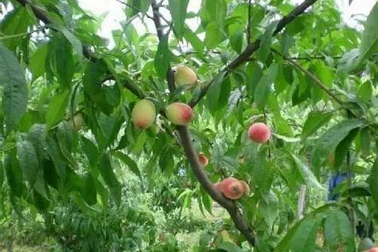 桃子快熟了落果怎么办