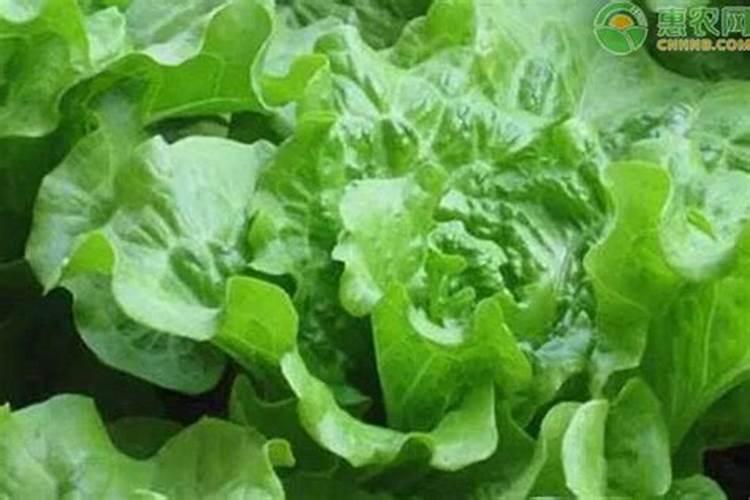 无花果用什么肥料