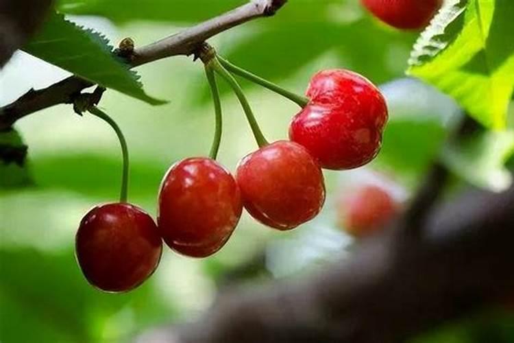 腐殖酸和腐植酸有什么不同