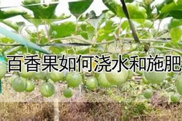 百香果怎么促进花芽分化