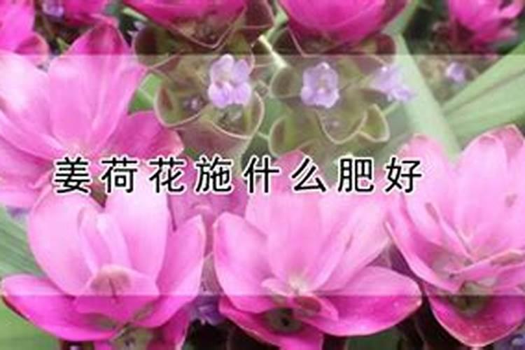 甜玉米前几天打过缩节安和虫子药还有多菌灵大家看看怎么回事用什么药能...