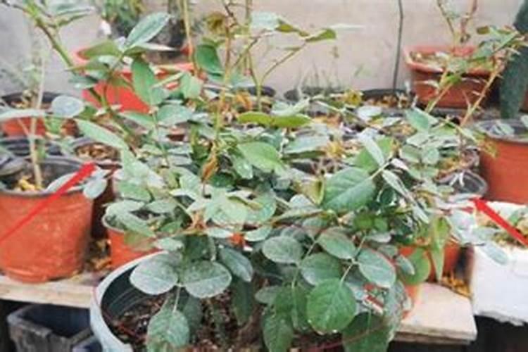 松花菜的种植方法和时间