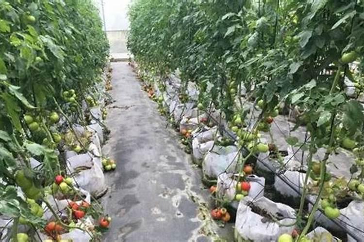 花生开花期施什么肥料