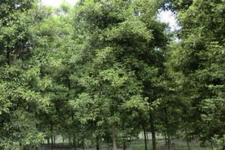氮磷钾复合肥什么花都可以用吗,可以喷叶面吗