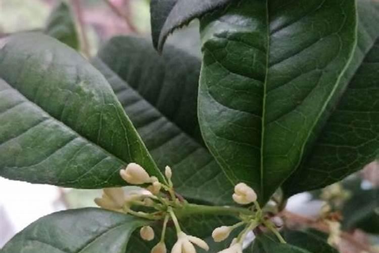 对于种植的叶菜而言,能不能把尿素当叶面肥用呢？