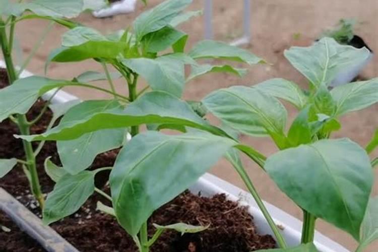 蜜果高钾水溶肥能提高烟草成熟吗？