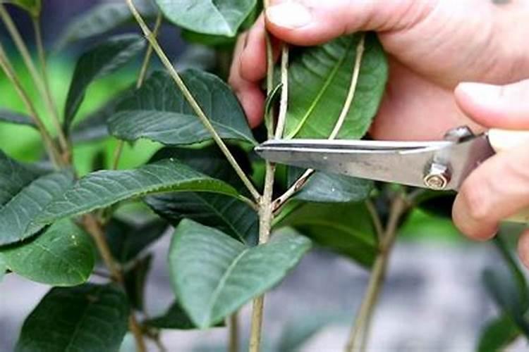 桂花树专用肥有哪些 施肥注意事项