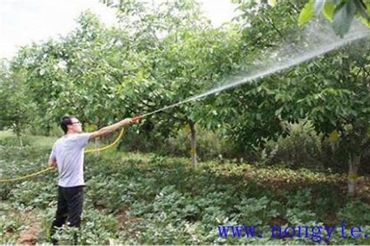 核桃树栽后第一年施肥技术
