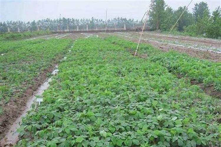 二胺可以做叶面肥给豆角喷施吗？