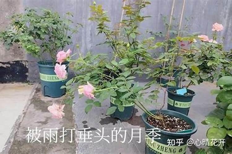 葱喷什么农药能使葱叶更绿更硬？
