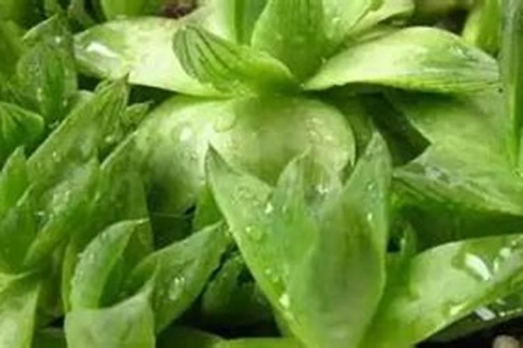 土豆种后要盖土多深
