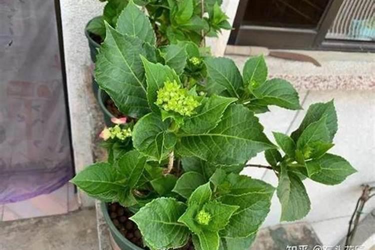 绣球花苞期间如何养护