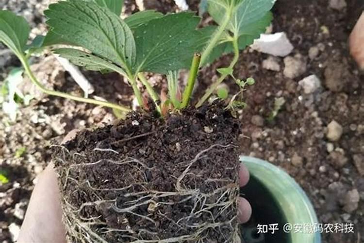 草莓大棚用硫磺熏蒸后为什么会有黄色结块