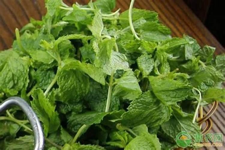 薄荷施什么肥,氮肥为主磷钾肥为辅(薄肥勤施)