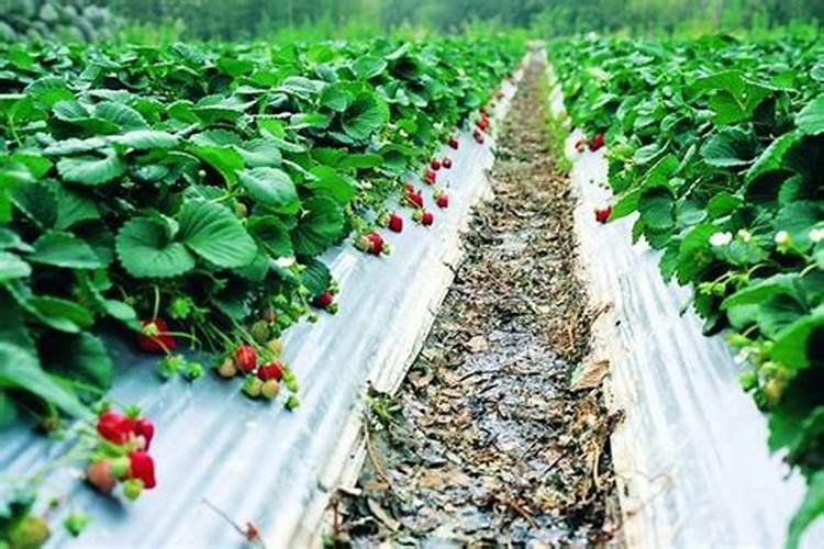 为什么用磷肥蘸根会促进新种桑树的生长？
