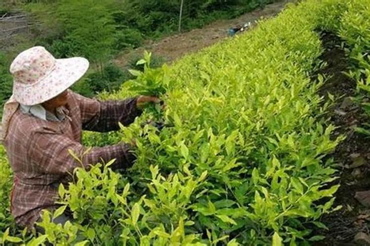 自制水溶肥配方比例
