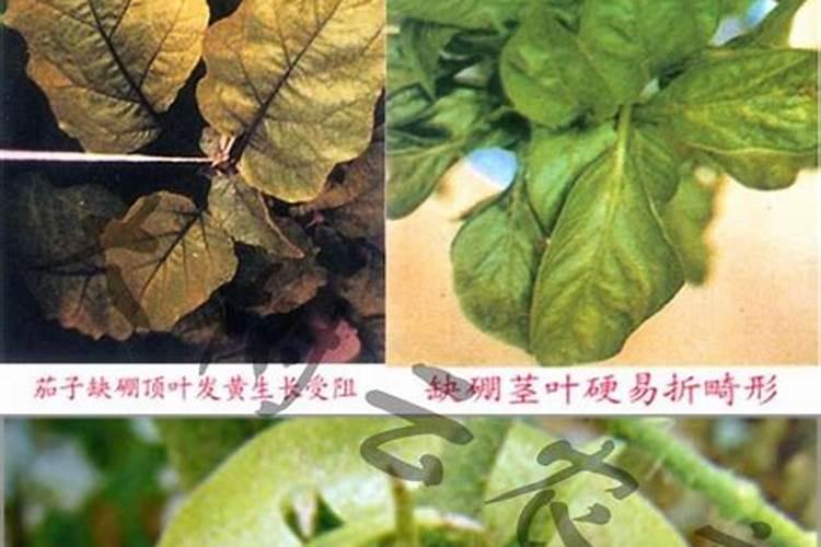 大樱桃春季施什么肥