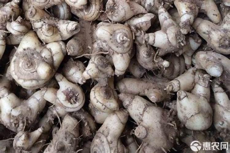 阳光玫瑰葡萄种植方法