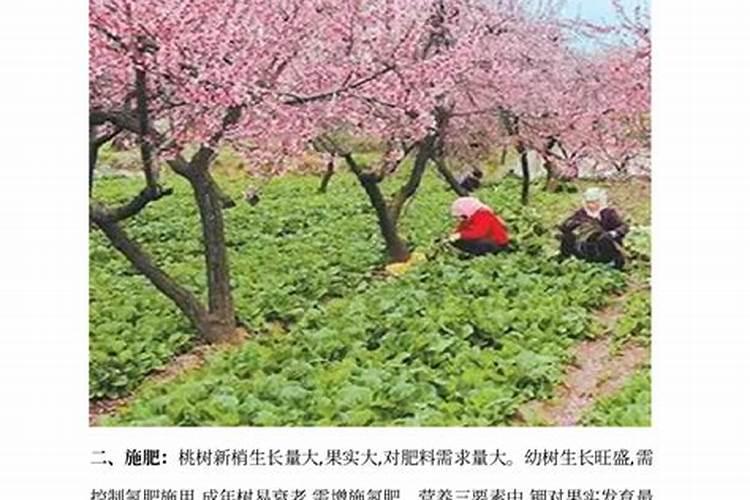 桃园槜李采后用什肥