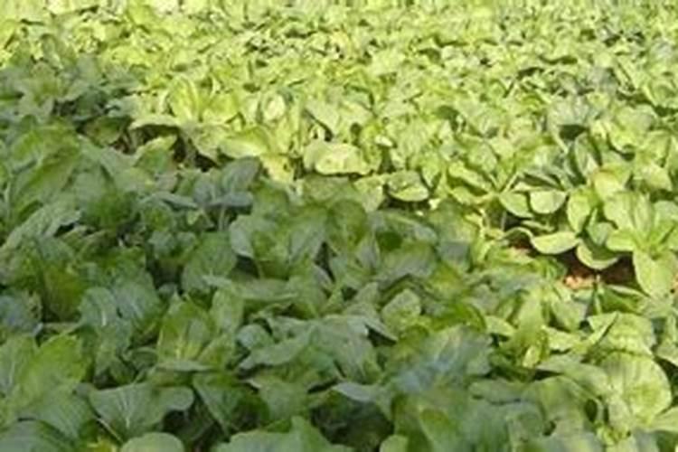 她养花5年,倒挂金钟1盆变10盆,夏天从来不死!