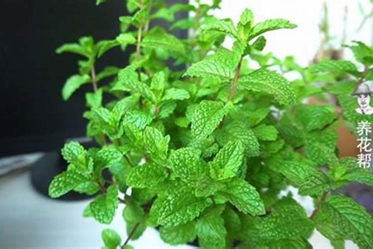 薄荷需要哪些肥料