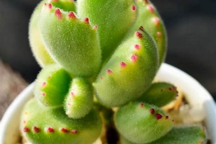 桉树在什么季节施肥比较好