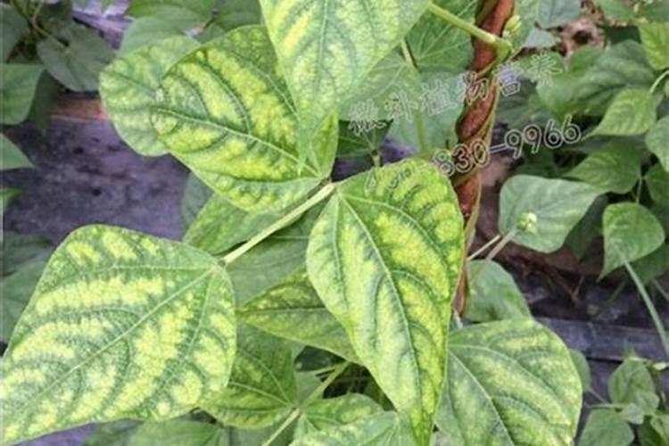 车用尿素可以给植物施肥吗 车用尿素能用在农作物上面做肥料吗