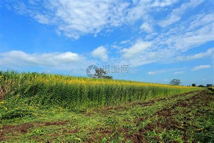 为什么豆科植物要多施磷肥